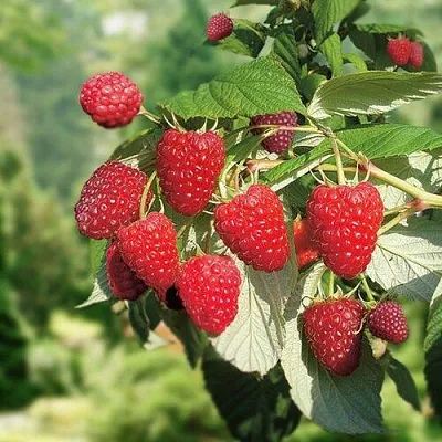 Малина РУБИФОЛ  Малина РУБИФОЛ в Казани