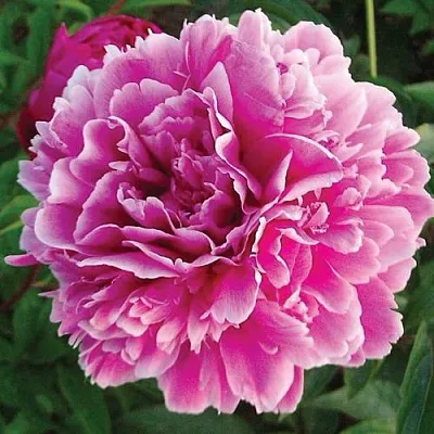Пион ПУРПУРНАЯ ФЕЕРИЯ травянистый в Казани