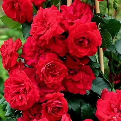 Саженцы роз АМАДЕУС плетистая  Саженцы роз АМАДЕУС плетистая в Казани