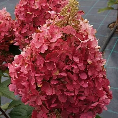 Гортензия КАНДЕЛАЙТ метельчатая  Гортензия КАНДЕЛАЙТ метельчатая в Казани