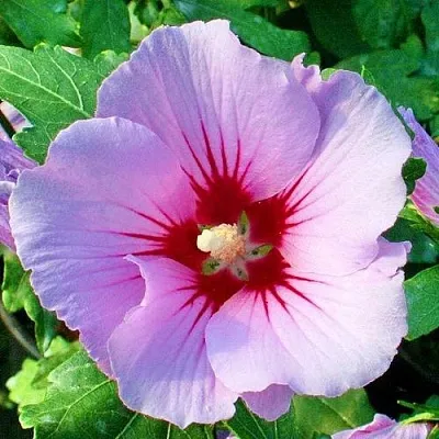 Гибискус ПИНК ФЛИРТ сирийский в Казани