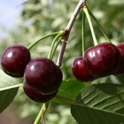 Вишня ЖАДАНА — описание сорта Вишня ЖАДАНА в Казани