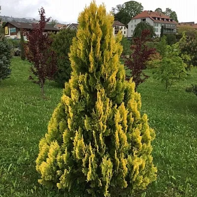 Туя ЕЛЛОУ РИББОН западная  Туя ЕЛЛОУ РИББОН западная в Казани