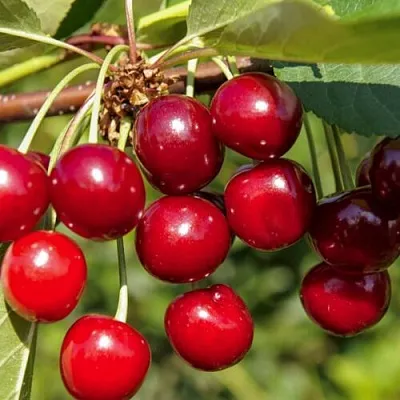 Вишня ЛЮБСКАЯ  Вишня ЛЮБСКАЯ в Казани