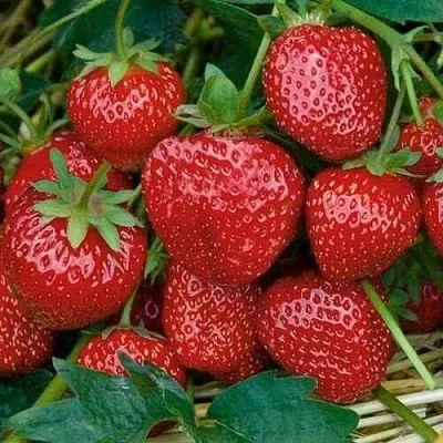 Клубника СЕЛЬВА ремонтантная  Клубника СЕЛЬВА ремонтантная в Казани