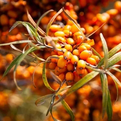 Облепиха ФИНСКАЯ в Казани