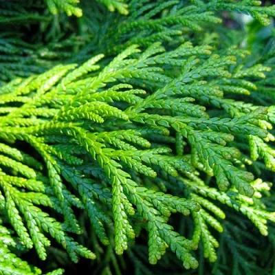 Туевик  Туевик в Казани