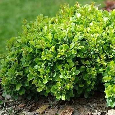 Барбарис КОБОЛЬД тунберга  Барбарис КОБОЛЬД тунберга в Казани