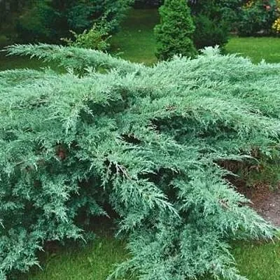 Можжевельник ГРЕЙ ОУЛ виргинский  Можжевельник ГРЕЙ ОУЛ виргинский в Казани