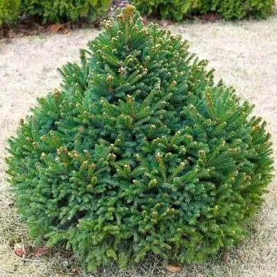 Ель БАРРИ обыкновенная  Ель БАРРИ обыкновенная в Казани