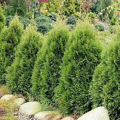 Туя СМАРАГД ВИТБОНТ западная  Туя СМАРАГД ВИТБОНТ западная в Казани