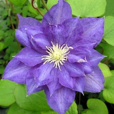 Клематис БЬЮТИ ОФ ВОЧЕСТЕР в Казани