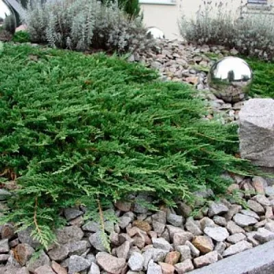 Можжевельник ПРИНЦ ОФ УЭЛЬС горизонтальный  Можжевельник ПРИНЦ ОФ УЭЛЬС горизонтальный в Казани