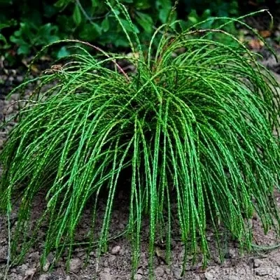 Туя ВИПКОРД складчатая  Туя ВИПКОРД складчатая в Казани