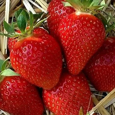 Клубника СИБИЛЛА  Клубника СИБИЛЛА в Казани