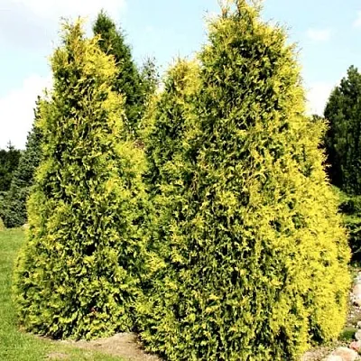 Туя САЛЛАНД западная  Туя САЛЛАНД западная в Казани