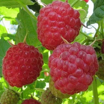 Малина НОВОСТЬ КУЗЬМИНА   Малина НОВОСТЬ КУЗЬМИНА  в Казани