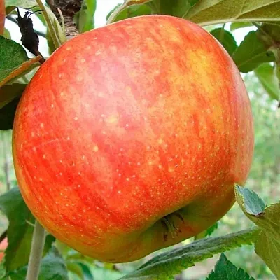 Яблоня ЦЕЛЕСТЕ в Казани