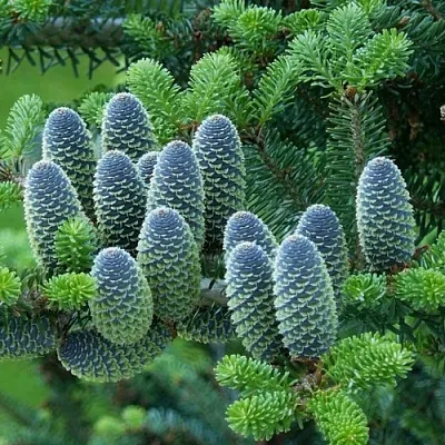 Пихта  Пихта в Казани