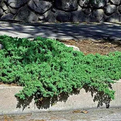 Можжевельник НАНА лежачий  Можжевельник НАНА лежачий в Казани
