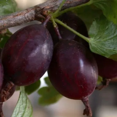 Крыжовник ЧЕЛЯБИНСКИЙ СЛАБОШИПОВАТЫЙ — описание сорта Крыжовник ЧЕЛЯБИНСКИЙ СЛАБОШИПОВАТЫЙ в Казани