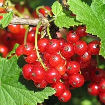 Смородина красная РАЧКОВСКАЯ в Казани