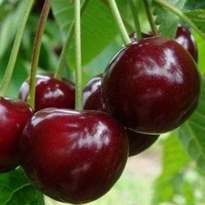 Вишня МИЛАВИЦА  Вишня МИЛАВИЦА в Казани