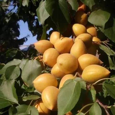 Абрикос МАНИТОБА — описание сорта Абрикос МАНИТОБА в Казани