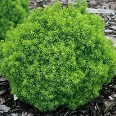 Ель АЛЬБЕРТА ГЛОБ сизая  Ель АЛЬБЕРТА ГЛОБ сизая в Казани