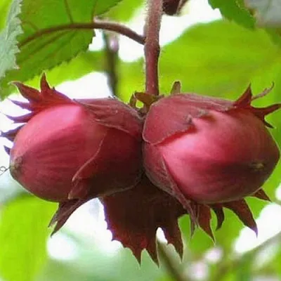 Фундук АЙВЕНГО в Казани