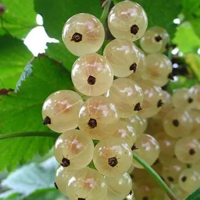 Смородина белая ЮТЕРБОРГСКАЯ в Казани