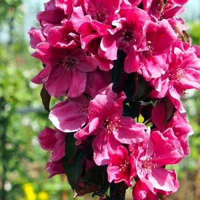 Яблоня МАЛИНОВОЕ ОЖЕРЕЛЬЕ колонновидная  Яблоня МАЛИНОВОЕ ОЖЕРЕЛЬЕ колонновидная в Казани