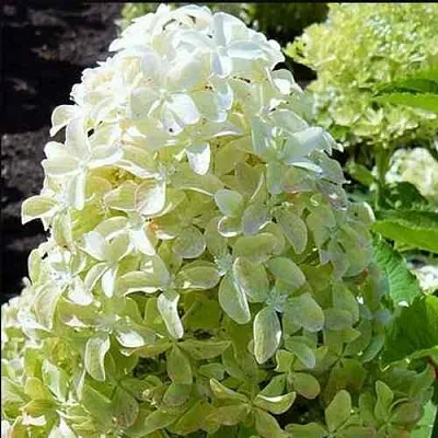 Гортензия МЭДЖИКАЛ ЛАЙМ СПАРКЛ метельчатая  Гортензия МЭДЖИКАЛ ЛАЙМ СПАРКЛ метельчатая в Казани