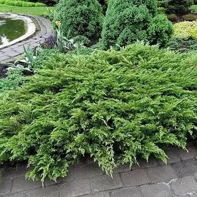 Можжевельник РОКЕРИ ДЖЕМ казацкий  Можжевельник РОКЕРИ ДЖЕМ казацкий в Казани