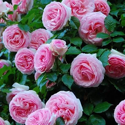 Саженцы роз ПЬЕР ДЕ РОНСАР плетистая  Саженцы роз ПЬЕР ДЕ РОНСАР плетистая в Казани