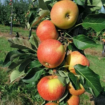 Яблоня ВОСТОРГ колонновидная  Яблоня ВОСТОРГ колонновидная в Казани