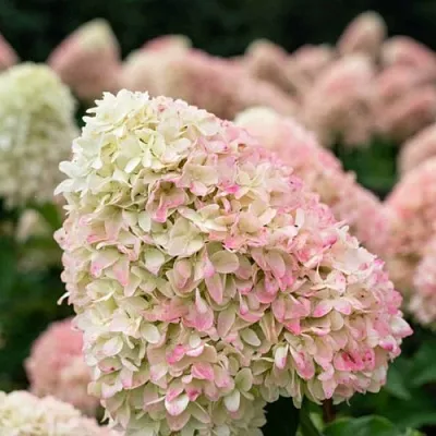 Гортензия САММЕР ЛАВ метельчатая  Гортензия САММЕР ЛАВ метельчатая в Казани