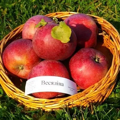 Яблоня ВЕСЯЛИНА в Казани