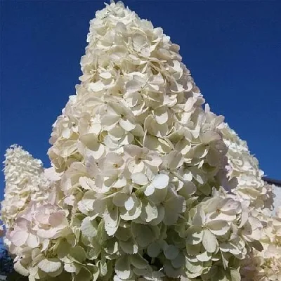 Гортензия ПОЛАР БИР метельчатая  Гортензия ПОЛАР БИР метельчатая в Казани