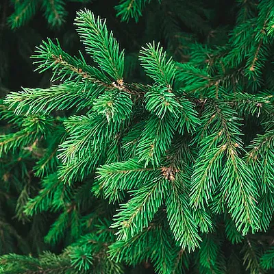 Ель  Ель в Казани