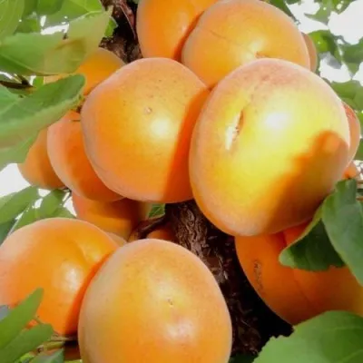 Абрикос ДЕСЕРТНЫЙ — описание сорта Абрикос ДЕСЕРТНЫЙ в Казани