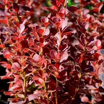 Барбарис ВУЛКАНО тунберга  Барбарис ВУЛКАНО тунберга в Казани