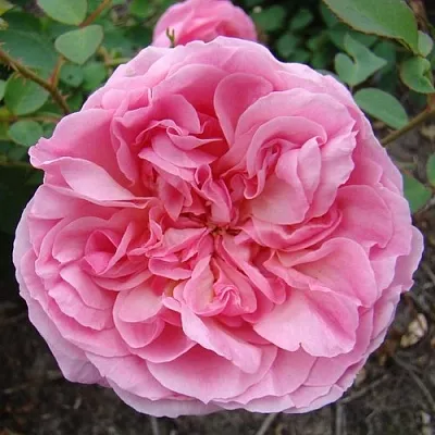 Саженцы роз ХАЙДИ ХОЛЛ английская  Саженцы роз ХАЙДИ ХОЛЛ английская в Казани