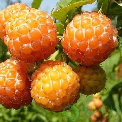 Малина КУМБЕРЛЕНД желтая в Казани