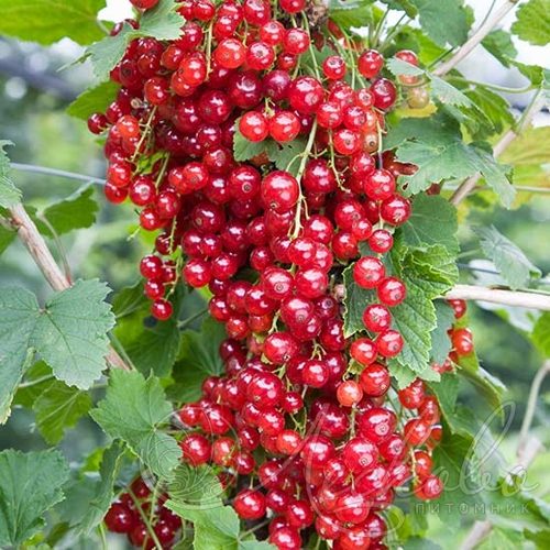 Смородина красная РЕД ЛЕЙК в Казани