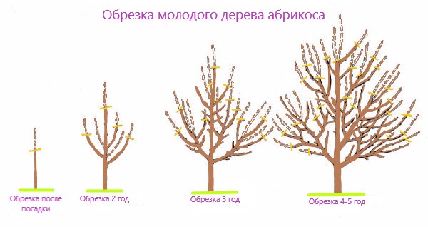 АБРИКОСЫ 