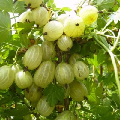 Крыжовник ИНВИКТА в Казани