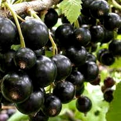 Смородина черная ОРЛОВСКИЙ ВАЛЬС в Казани