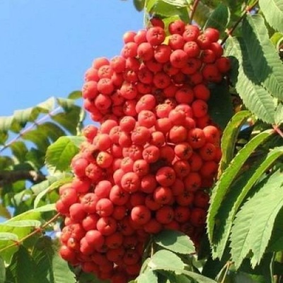 Рябина НЕВЕЖИНСКАЯ сладкоплодная в Казани