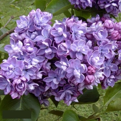 Сирень АМИ ШОТТ в Казани